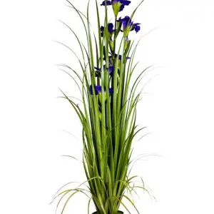 ORNAMENTAL IRIS'S IN GALVANISED POT