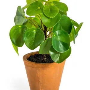 Artificial Pilea/Money Plant in Terracotta Pot
