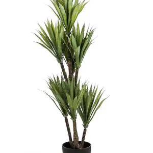 LARGE ORNAMENTAL YUCCA TREE IN BLACK POT