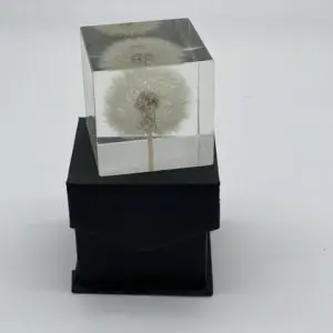 Forever Dandelion