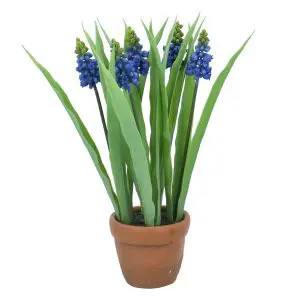 Terracotta Potted Plant 25cm - Muscari
