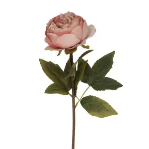 Stem 57cm - Antique Pink Peony