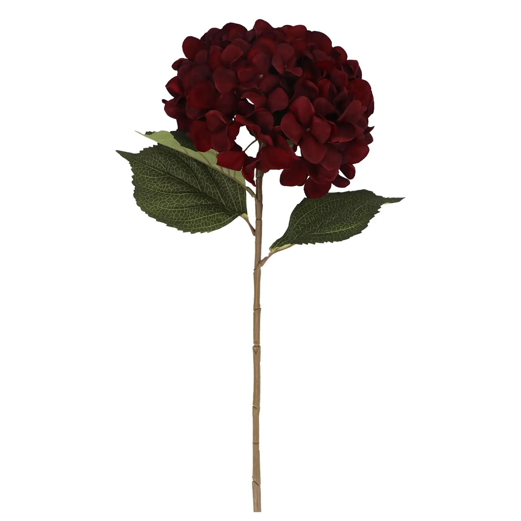 Stem 83cm - Mahogony Brown Giant Hydrangea