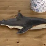 Shark Dish