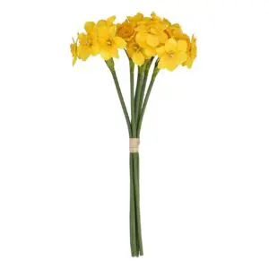 yellow narcissus