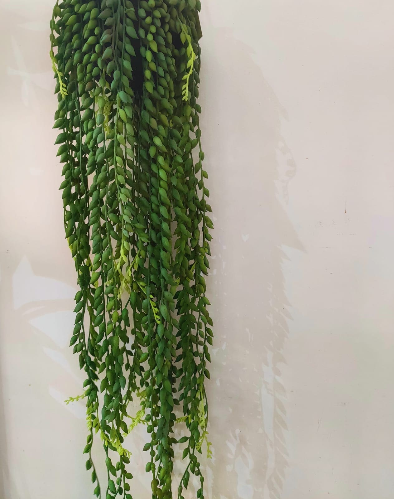 ORNAMENTAL HANGING STRING OF PEARLS VINE - Image 2