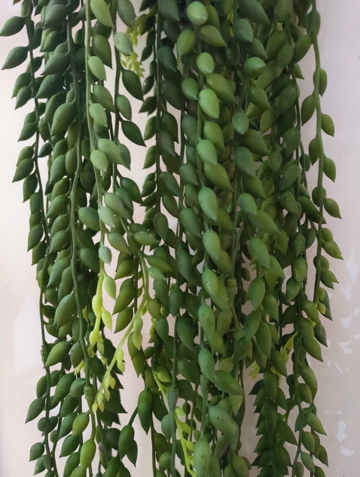 ORNAMENTAL HANGING STRING OF PEARLS VINE - Image 3