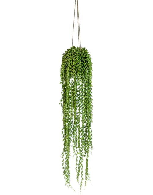 ORNAMENTAL HANGING STRING OF PEARLS VINE