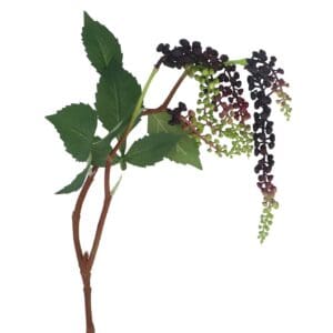Branch 85cm - Purple Weeping Mini Grape