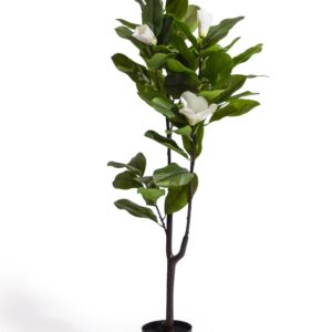 ornamental potted magnolia